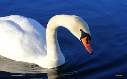 509883 (a): :2560x1600